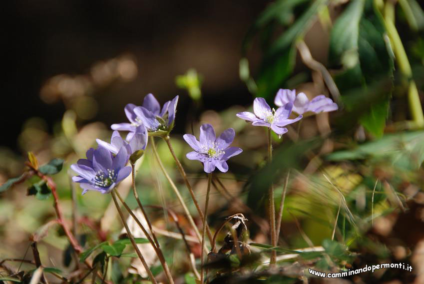 082 Anemone epatica.JPG